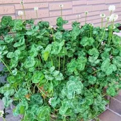 みま様 リクエスト 2点 まとめ商品