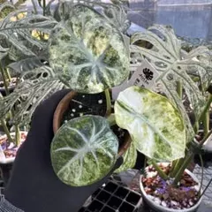芋】アロカシア マハラニ 斑入り - メルカリ