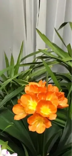 君子蘭 クンシラン￼ オレンジ 7号鉢付き 植替済み￼ - メルカリ