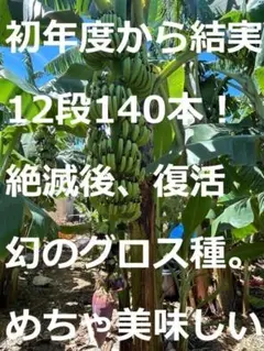 巨大180㎝◆ひたすら甘い＝グロスミッチェル、バナナ苗◆蜜味。栽培容易。初心者向 180㎝巨大◇ひたすら甘い＝グロスミッチェル。バナナ苗◇蜜味。栽培