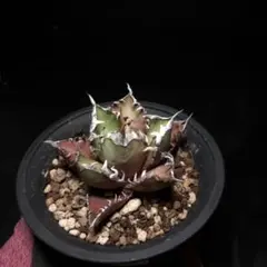 JinJin様 リクエスト 2点 まとめ商品