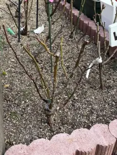 ご専用ページです