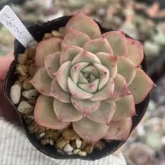 2025年最新】miyaさん苗の人気アイテム - メルカリ