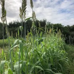 せとか様 リクエスト 3点 まとめ商品