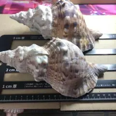 法螺貝約20センチ　2個セットのサムネイル