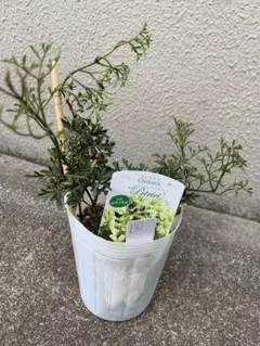 mina様 リクエスト 2点 まとめ商品