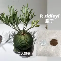 2025年最新】ビカクシダ 胞子の人気アイテム - メルカリ