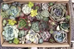 【お纏め中✩.*˚】小さな寄せ植え エケベリア セダム カット苗 多肉植物 多肉植物 エケベリア セダム 詰め合わせ カット苗 寄せ植え用 ネコポス