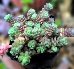 多肉植物 スプリングワンダー×プロリフィカ（古都の葉さん苗） 抜き苗