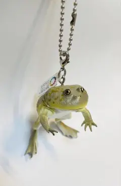 まとめ売り　マルメタピオカガエル　ウーパールーパー　ネイチャーテクニカラー