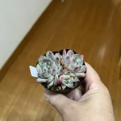 チワワエンシス×コロラータ　多肉植物