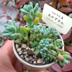 つぶつぶ屋✡️あかずきん✡️乙女心交配 多肉 抜き苗 こんつぶー 寄せ植え