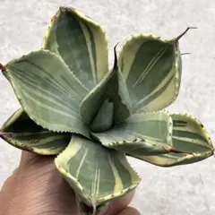 2026年最新】パリートランカータの人気アイテム - メルカリ