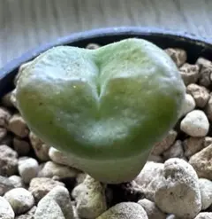 2025年最新】コノフィツム マウガニーの人気アイテム - メルカリ