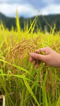 福井県(美山)産　コシヒカリ１等米　産地直送　玄米　30キロ➀ 福井県(美山)産 コシヒカリ1等米 産地直送 玄米 30キロ③ - メルカリ