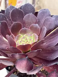 60 #観葉植物アエオニウム錦❤️スーパーバン❤️1大頭7小頭17cm拨き苗