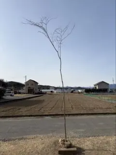 applemoters様 リクエスト 2点 まとめ商品