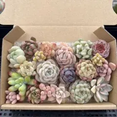 333yk＊プロフ確認願います！様 リクエスト 4点 まとめ商品