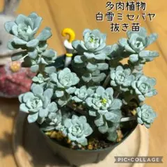 多肉植物 白雪ミセバヤ 抜き苗 根付き こけし - メルカリ