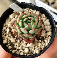 2026年最新】多肉アンの人気アイテム - メルカリ