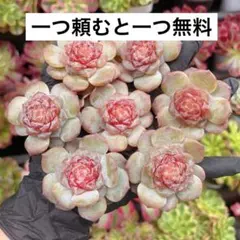 まる様 リクエスト 3点 まとめ商品