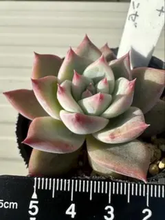 2025年最新】ホーリンゼの人気アイテム - メルカリ