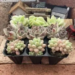 多肉植物 エケベリア 実生苗セット➆ 抜き苗 - メルカリ