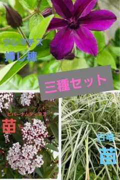 ナ*♪様 希少 原種 クレマチス カドミア 大株 芳香多花性 - メルカリ