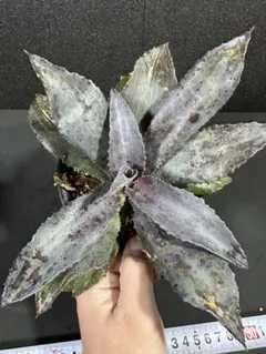 2025年最新】マンガベ ナイトオウルの人気アイテム - メルカリ