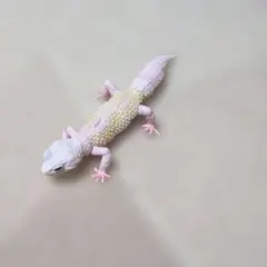 いきもの大図鑑アドバンス　ヒョウモントカゲモドキ　ブリザード