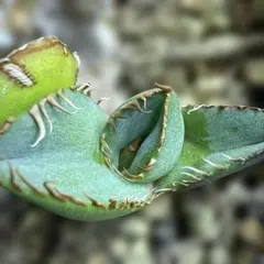 2026年最新】オアハカ 子株の人気アイテム - メルカリ