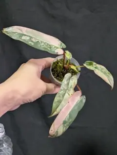 中 フィロデンドロン 斑入り philodendron Brown Beauty - メルカリ