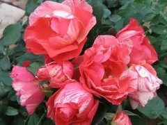 ルゥ様 リクエスト 3点 まとめ商品