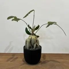 ラフィオナクメ　ベルチナ　巨大　塊根植物 ラフィオナクメベルチナ巨大塊根植物