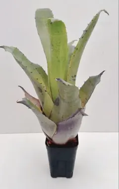 ネオレゲリア・ハウジット リサタグ付き タンクブロメリア 熱帯植物