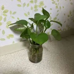 癒しのポトス　ネオグリーン　トップカット水栽培3＋1苗のサムネイル
