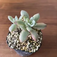 専用　フローレンス錦　抜き苗 2025年最新】多肉植物錦の人気アイテム - メルカリ