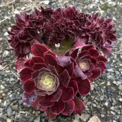週末限定‼️アエオニウム 紅香妃 綴化一体苗 多肉植物 抜き苗 美苗