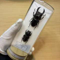 昆虫標本】オオクワガタ ガラスケース入り - メルカリ