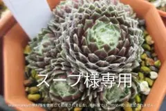 スープ様専用　Sempervivum　センペルビブムのサムネイル