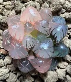 多肉植物　ハオルチア　OB-1オブツーサ錦　鮮明錦