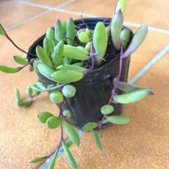 カット苗 10本ルビーネックレス 多肉植物 - メルカリ