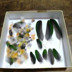 ズグロシロハラインコの羽根 セット 手芸素材