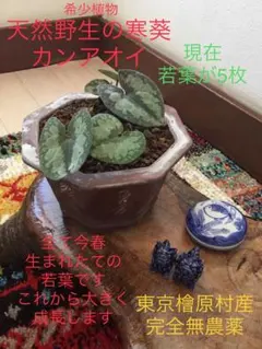 今春生まれた若葉がどっさり！【斑入り/寒葵＊カンアオイ】これから大きく成長します 今春生まれた若葉がどっさり！【斑入り/寒葵＊カンアオイ】これから