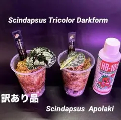 2026年最新】スキンダプサス トリカラー ダークフォームの人気アイテム