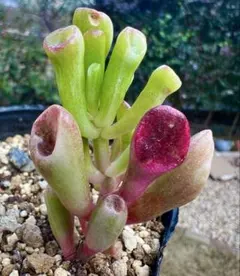 【抜き苗@2280】ゴーラム錦 抜き苗@2280】ゴーラム錦