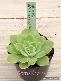 2025年最新】miya苗の人気アイテム - メルカリ