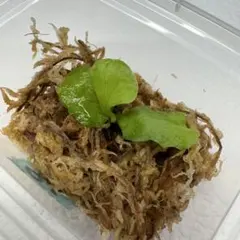 2026年最新】マダガスカリエンセの人気アイテム - メルカリ