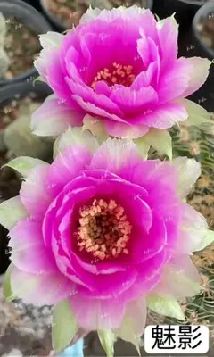 両色白檀2点 超人気 花サボテン 群開 複色咲き カキコ - メルカリ