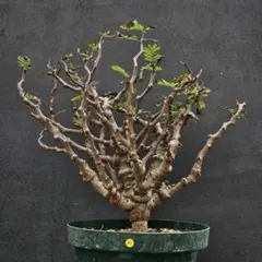 2026年最新】センナ メリディオナリスの人気アイテム - メルカリ